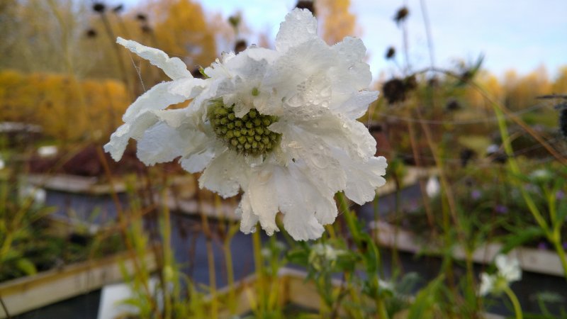 Scabiosa caucasica 'Perfecta Alba'